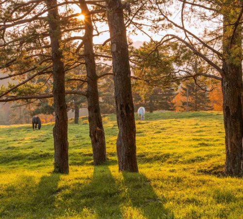 horses-on-the-meadow-at-sunset-2025-01-15-13-04-48-utc_11zon.jpg horses-on-the-meadow-at-sunset-2025-01-15-13-04-48-utc_11zon.jpg